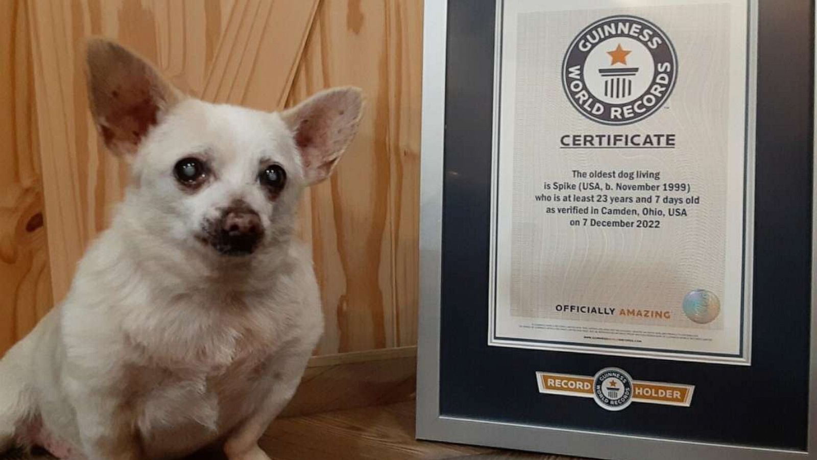 PHOTO: Spike, a 23-year-old chihuahua, was named the world's oldest living dog by Guinness World Records this week.