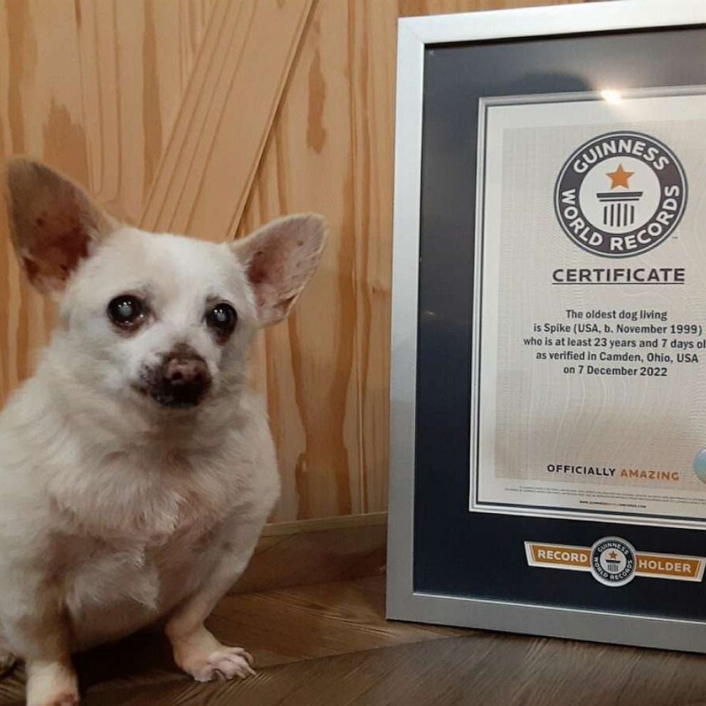 This tiny dog was once 5 days from death but just won ‘Best in Breed’