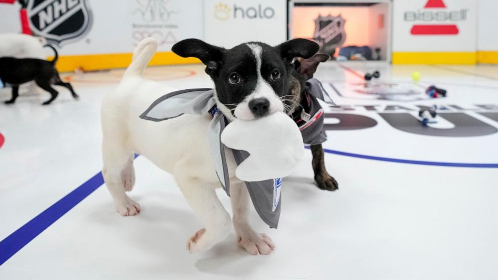 PHOTO: The Stanley Pup, featuring adoptable rescue dogs, is returning for a third year. The broadcast will air on June 8, 2026.