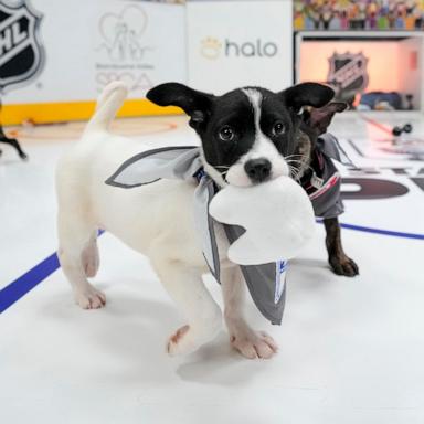PHOTO: The Stanley Pup, featuring adoptable rescue dogs, is returning for a third year. The broadcast will air on June 8, 2026.