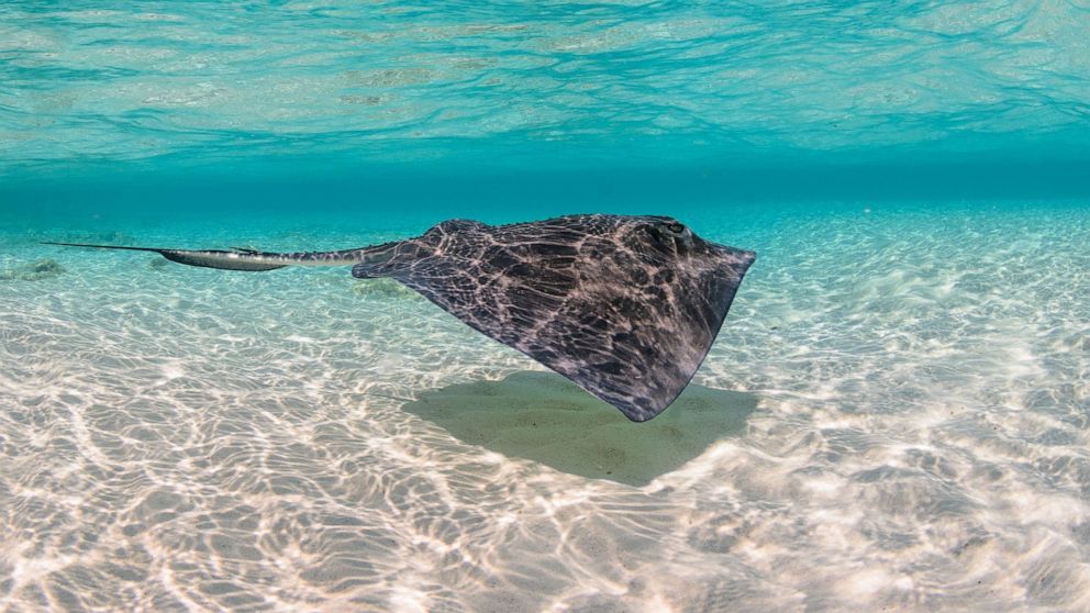 PHOTO: Stock image of a southern stingray (Dasyatis americana) in crystal clear water.