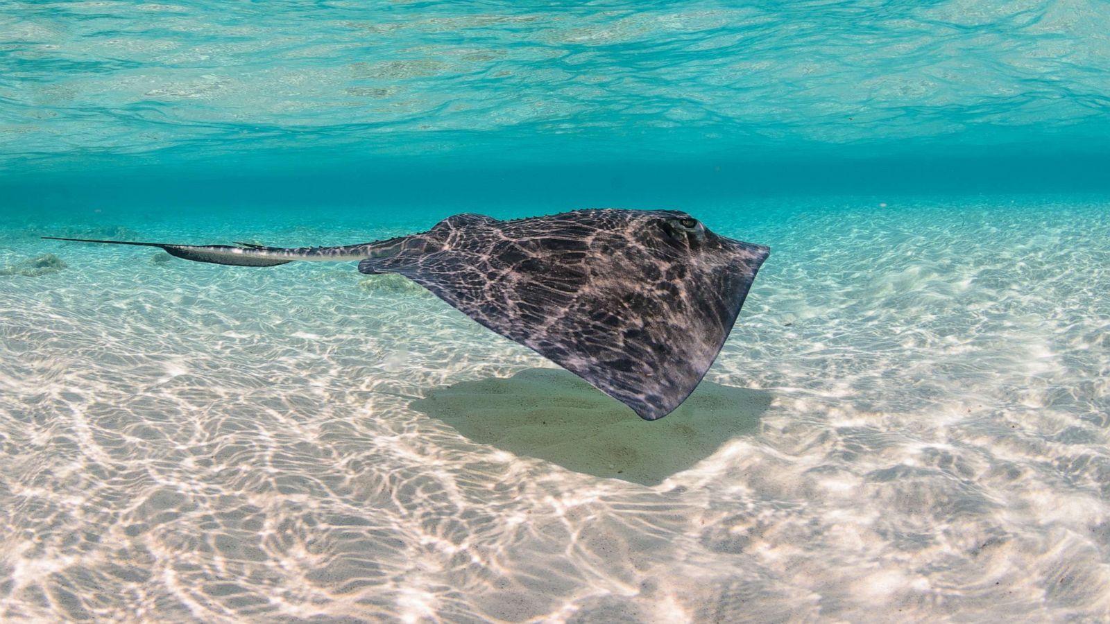 PHOTO: Stock image of a southern stingray (Dasyatis americana) in crystal clear water.