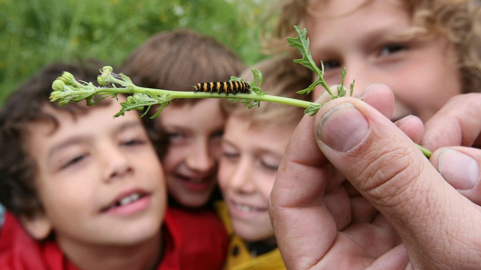 PHOTO: Children learn from nature looking at bugs during summer camp activities, in this undated photo. 