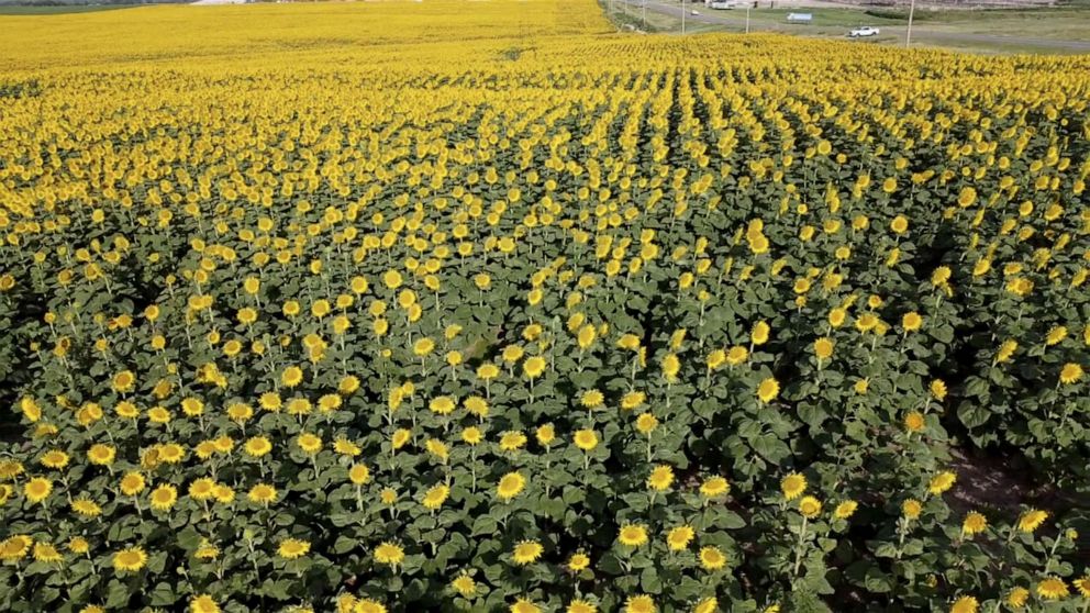 PHOTO: For his 50th wedding anniversary, Lee Wilson and his son teamed up to plant 80 acres of sunflowers to surprise Wilson's wife Renee Wilson.