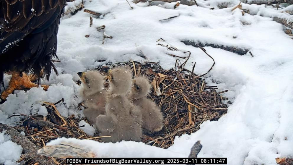 PHOTO: Viral eaglets Sunny and Gizmo are shown as chicks.