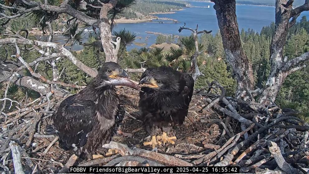 PHOTO: Viral eaglets Sunny and Gizmo are about 10 weeks old now and in the fledging process where their feathers develop.
