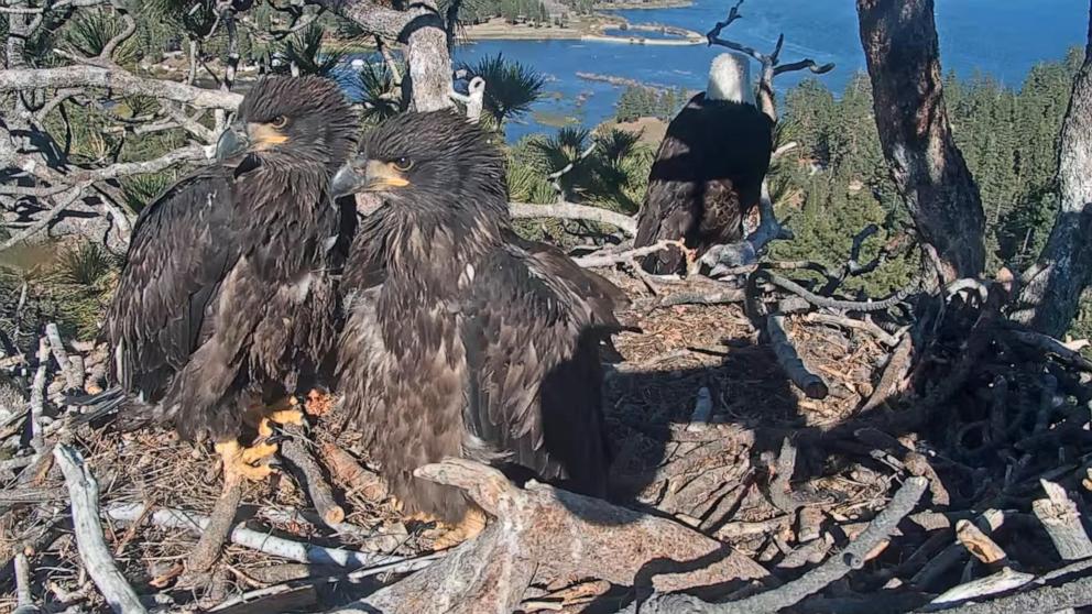 PHOTO: Viral eaglets Sunny and Gizmo are about 10 weeks old now and in the fledging process where their feathers develop.