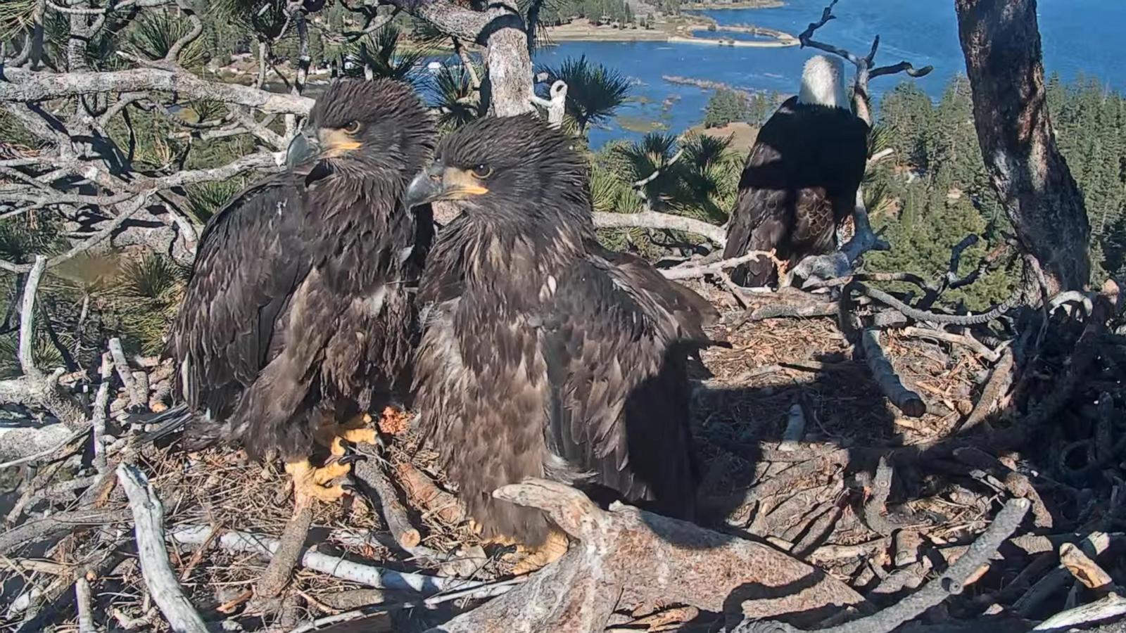 PHOTO: Viral eaglets Sunny and Gizmo are about 10 weeks old now and in the fledging process where their feathers develop.
