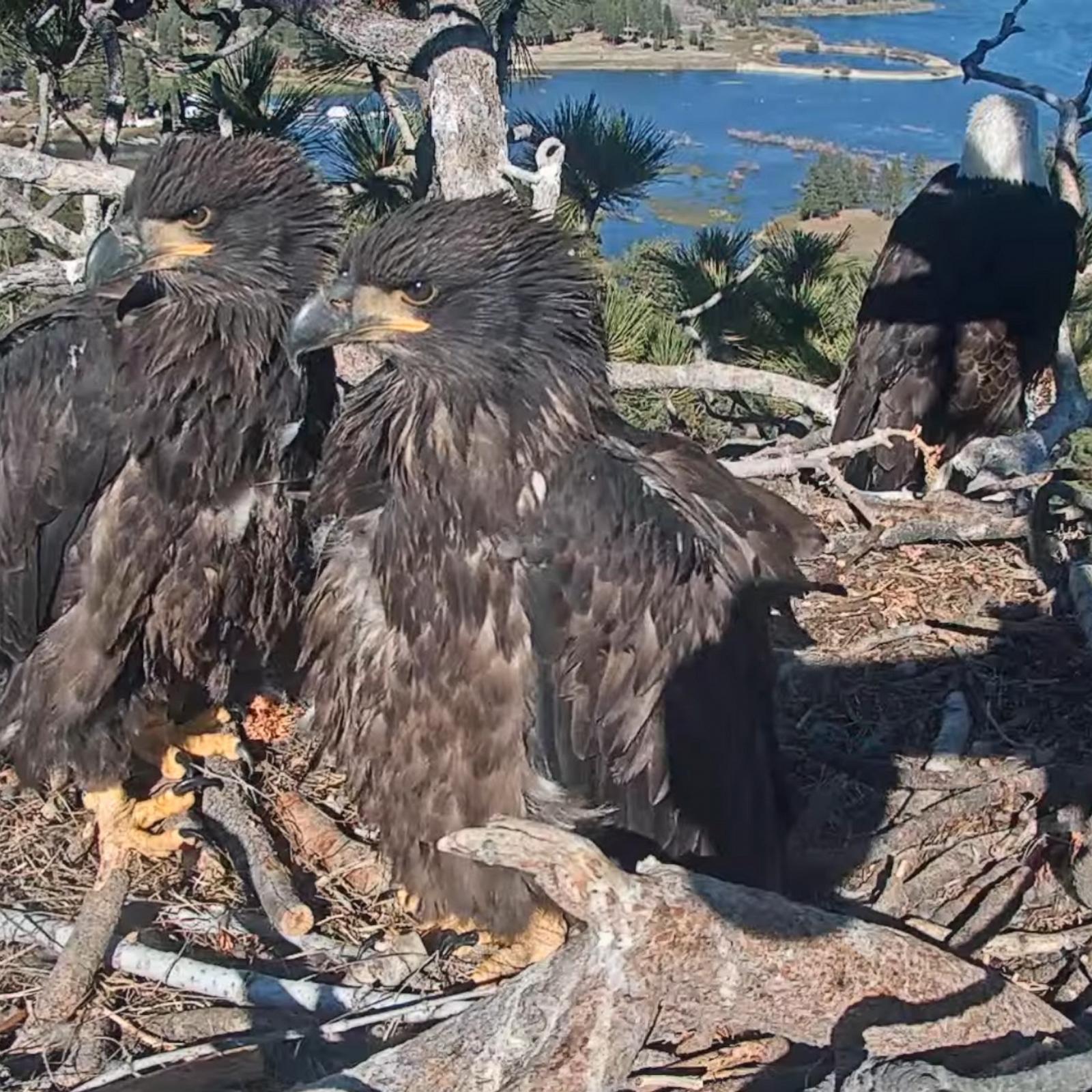 PHOTO: Viral eaglets Sunny and Gizmo are about 10 weeks old now and in the fledging process where their feathers develop.