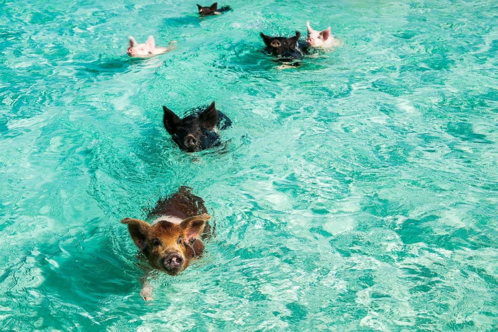 PHOTO: The famous "swimming pigs" are seen here. 