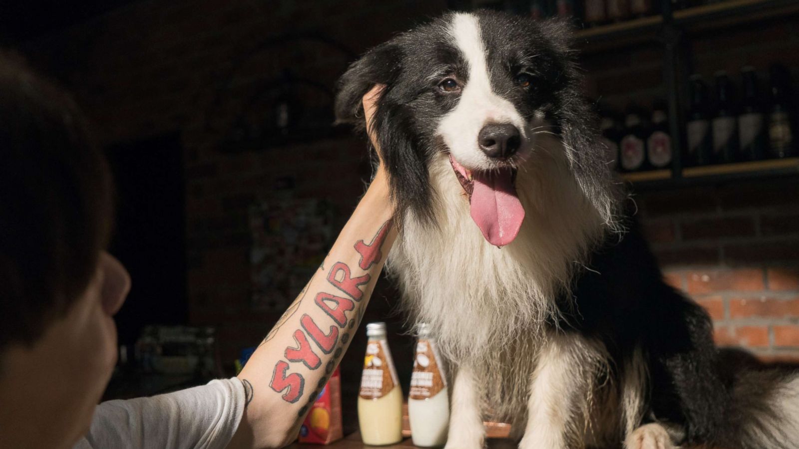 PHOTO: Sylar sits on the bar table in the bar in his dog house in Beijing, July 18, 2018.