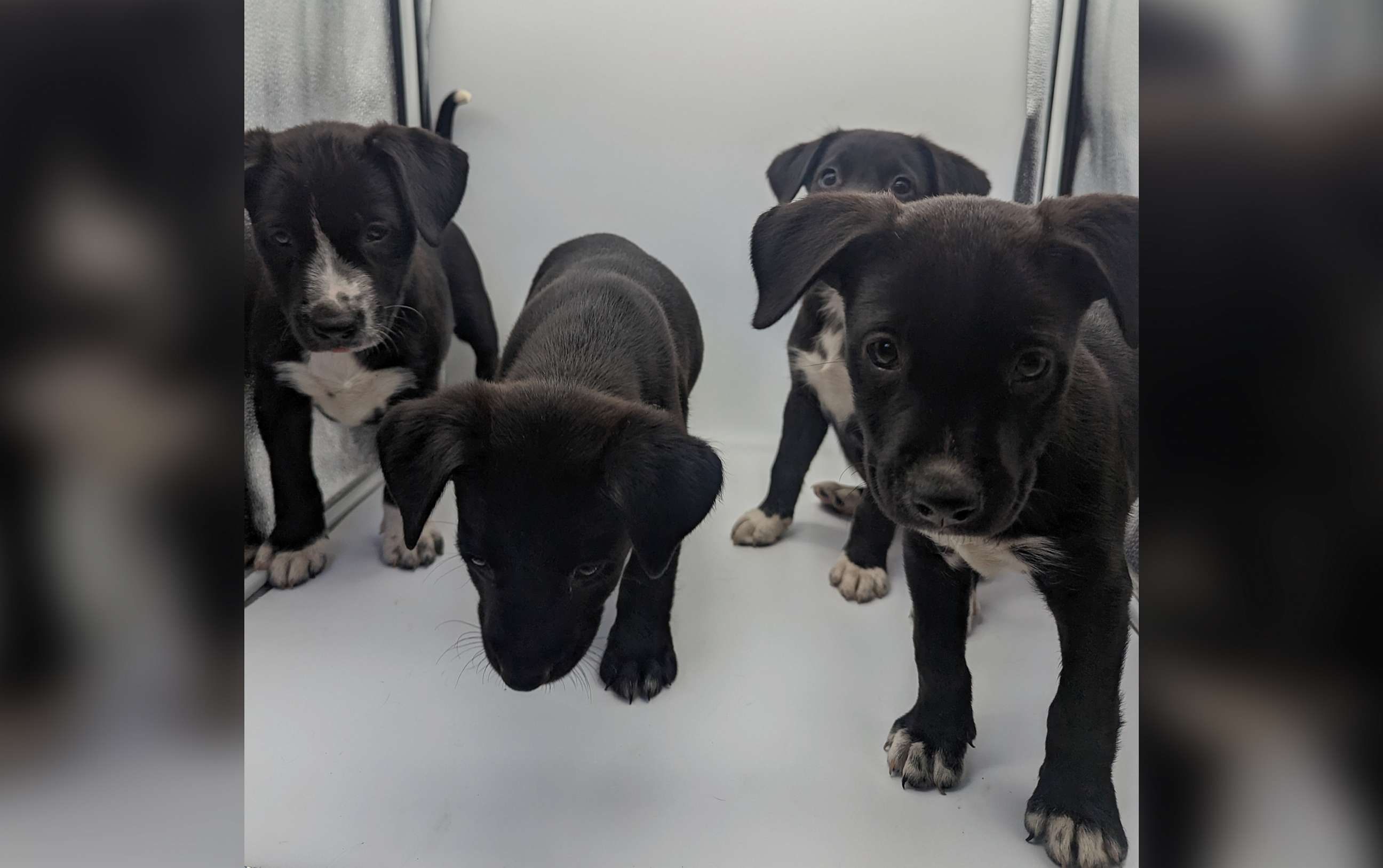 PHOTO: A local animal shelter in Tampa, Fla., has named four of its adoptable puppies after Taylor Swift songs in honor of her concert stops in Tampa.