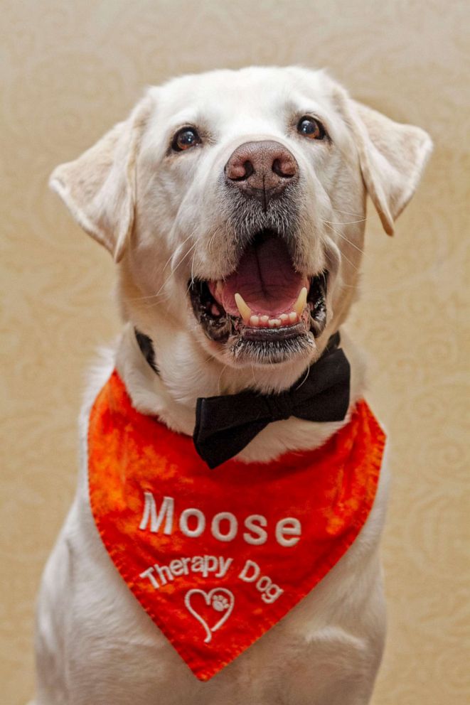 PHOTO: 8-year-old Moose has been battling prostate cancer since February 2020.