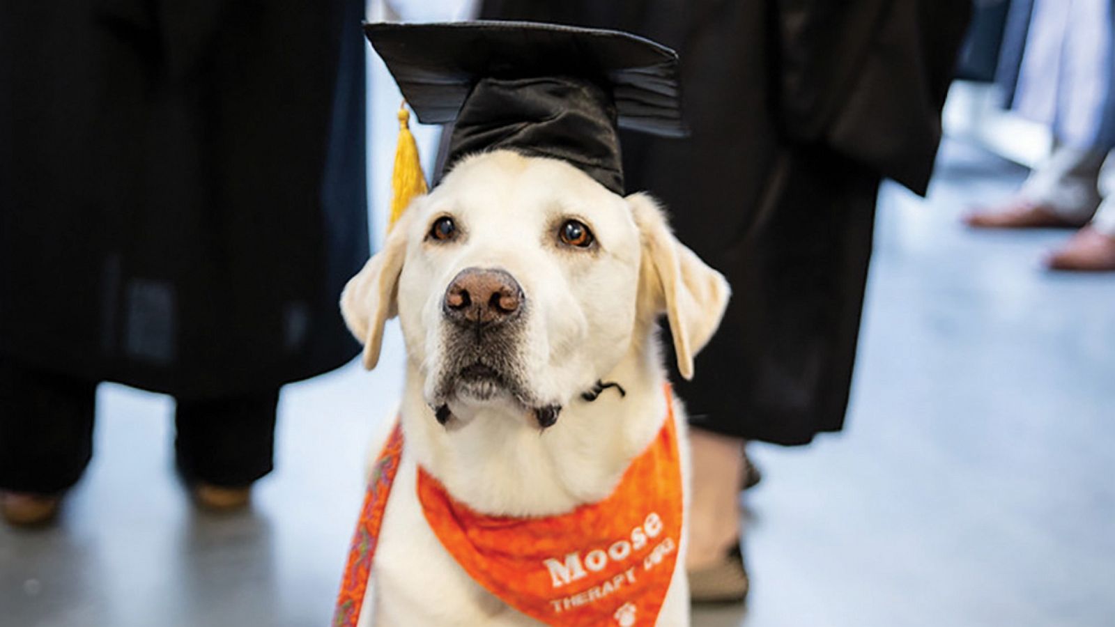 PHOTO: Labrador Retriever, Moose Davis, will receive an honorary doctorate in veterinary medicine on May 15, 2020 in Blacksburg, VA.