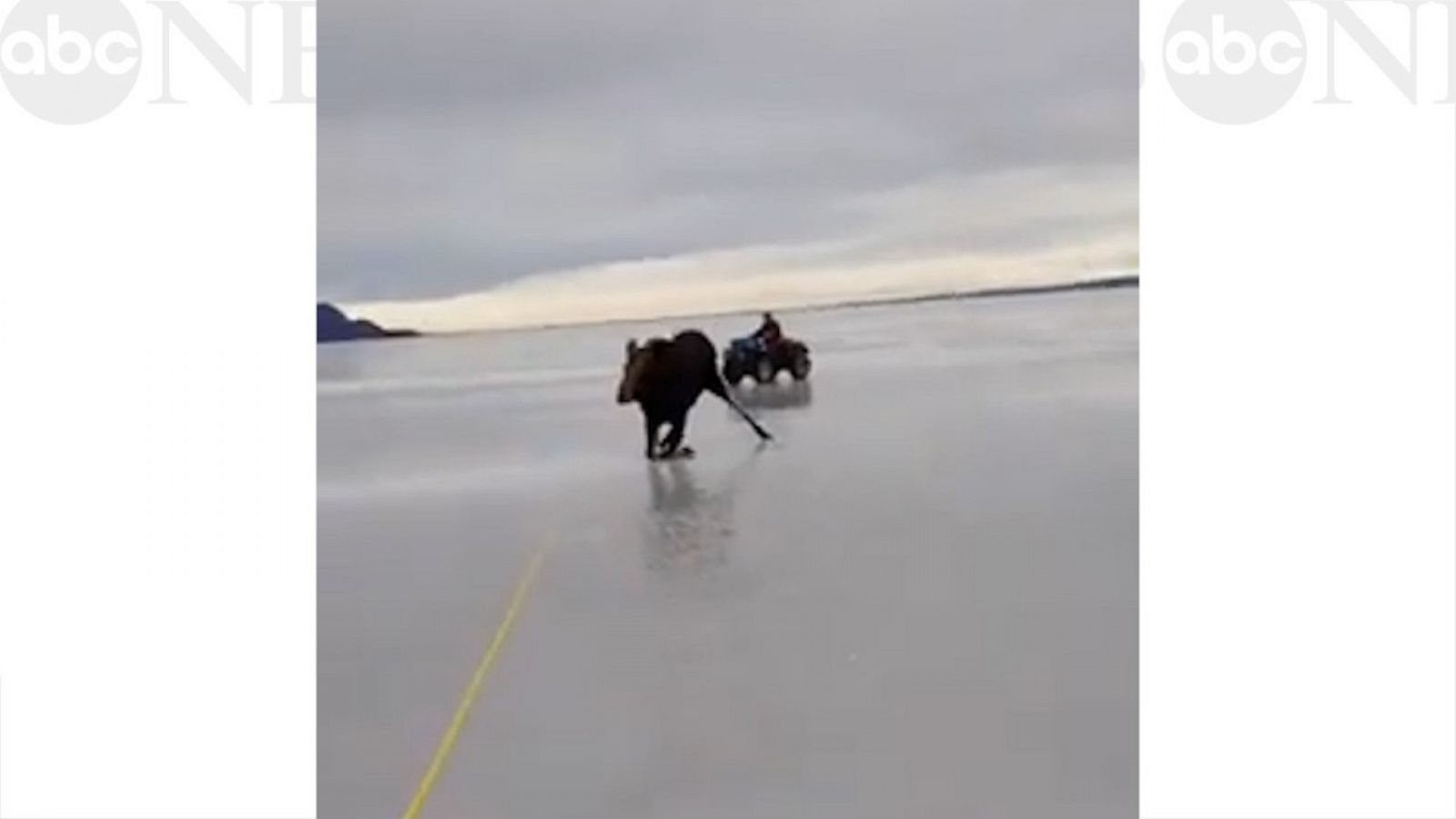 VIDEO: A stranded moose on an icy lake gets an assist from some concerned Canadians