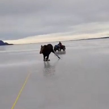 VIDEO: A stranded moose on an icy lake gets an assist from some concerned Canadians