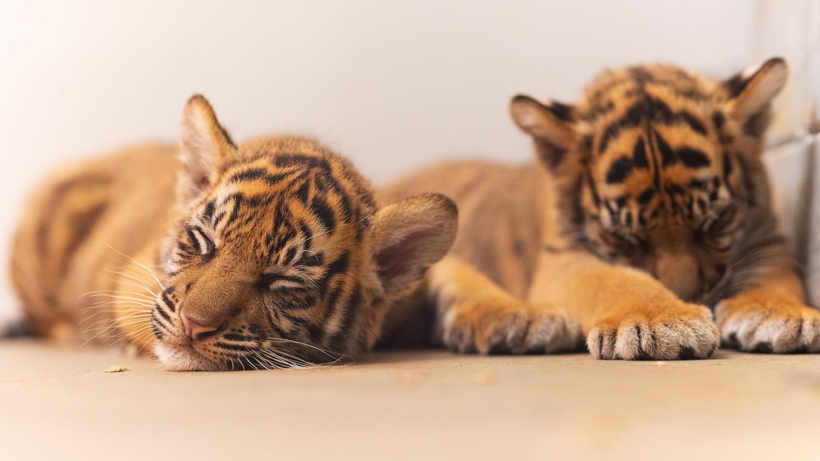 PHOTO: Sisters Barani and Malu are the first Sumatran tiger cubs born at the Fort Worth Zoo.