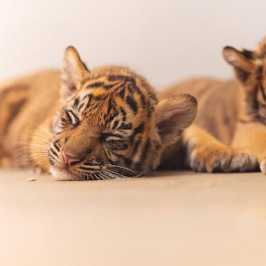 PHOTO: Sisters Barani and Malu are the first Sumatran tiger cubs born at the Fort Worth Zoo.
