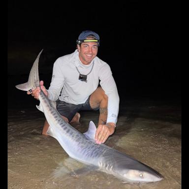 PHOTO: This tiger shark was caught off Cape Cod, Massachusetts.