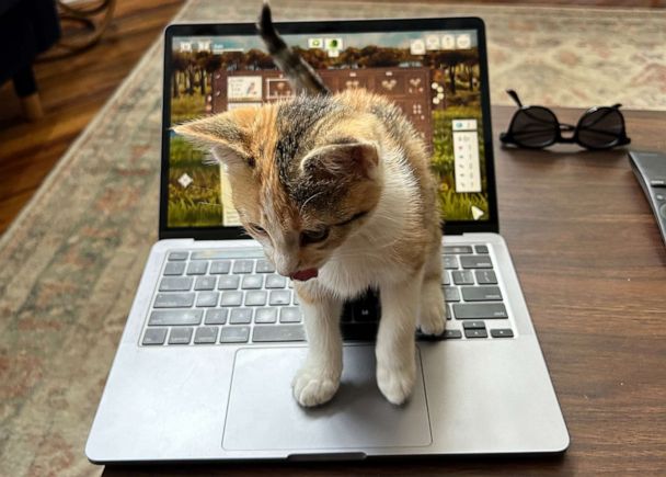 Kitten adopted by Charleston police officer who saved her from car