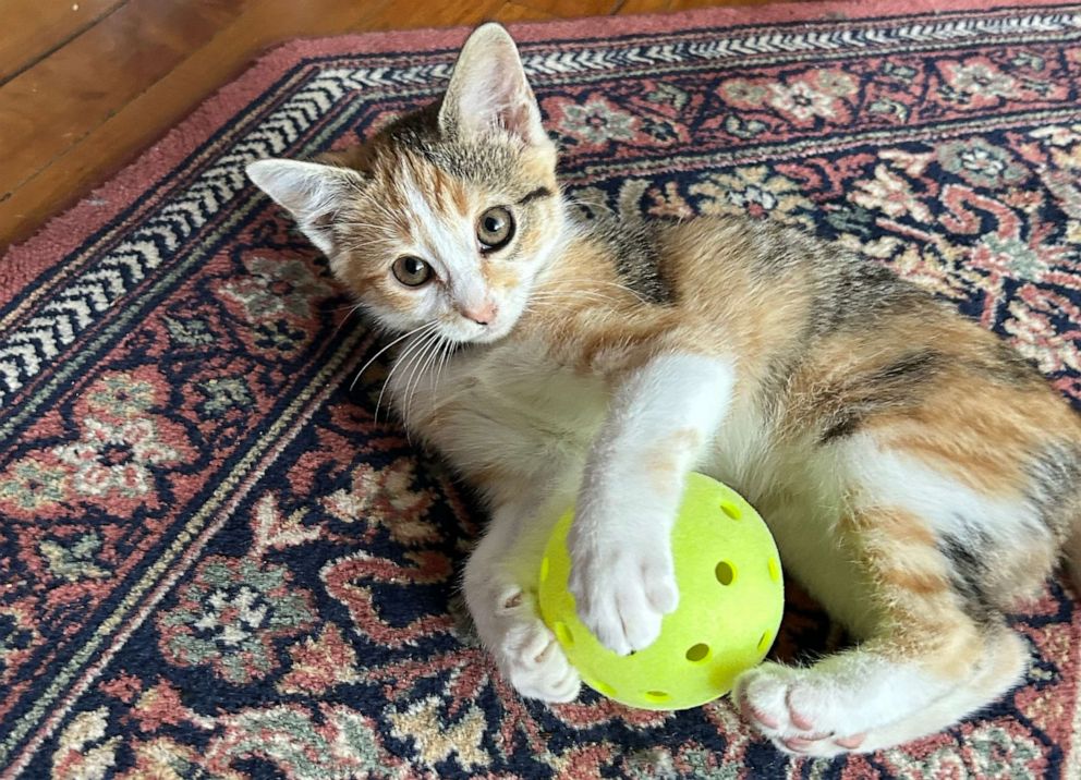 Cat 'arrested' in Janesville adopted by officer who found her