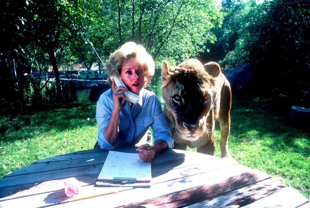PHOTO: Actress Tippi Hedren talks on a cell phone at her Saugus Animal reserve with a full grown female lion, Nov. 16, 1983, in Saugus, Calif.