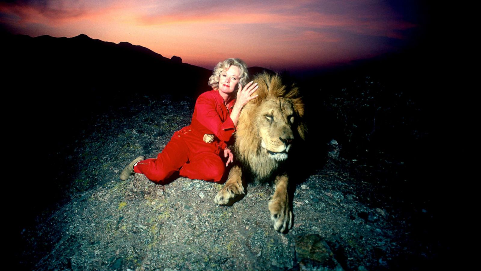 PHOTO: In this Nov. 16, 1983, file photo, actress Tippi Hedren, mother of Melanie Griffith, sits with a full grown male lion in Saugus, Calif.