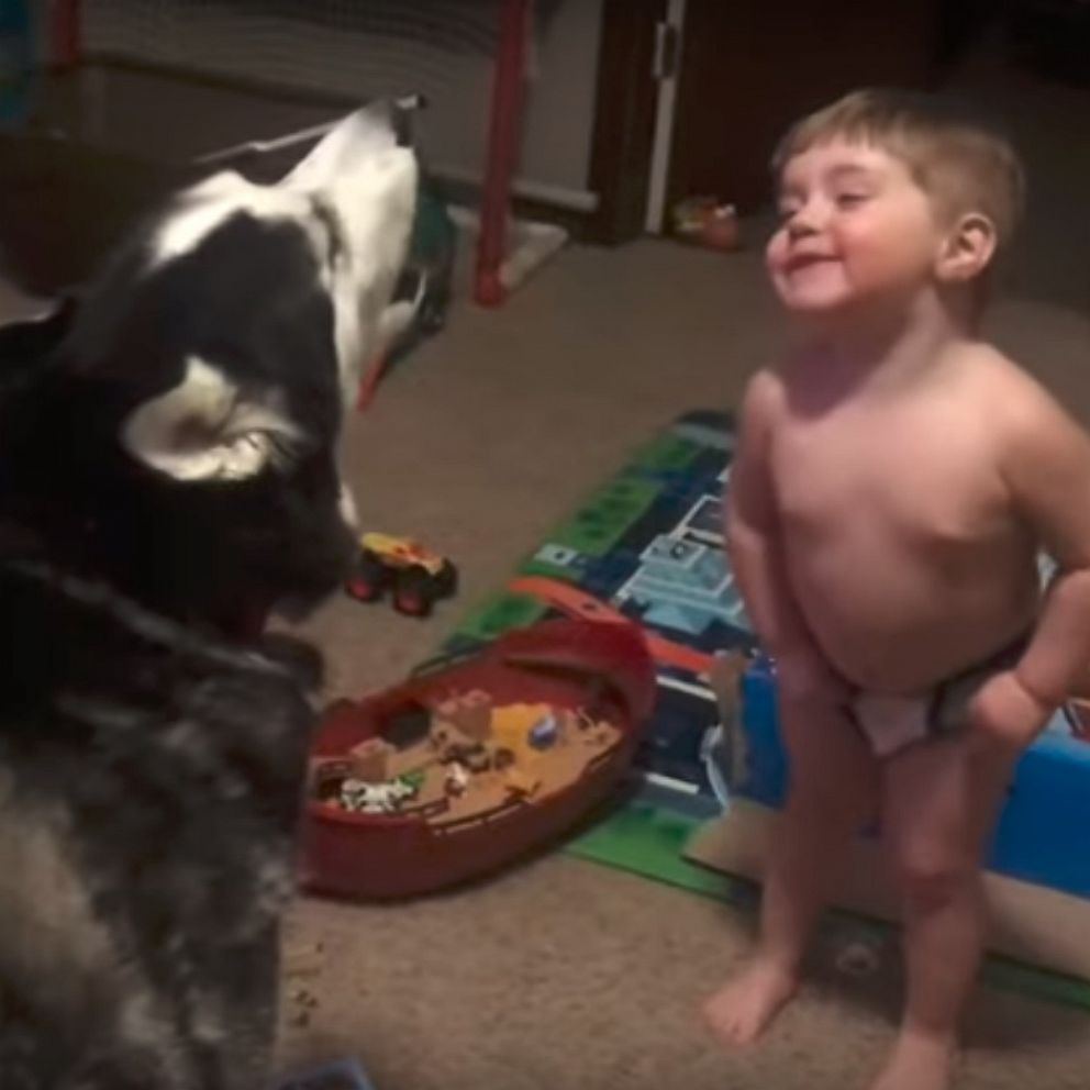 VIDEO: Toddler laughs as he and husky howl together 