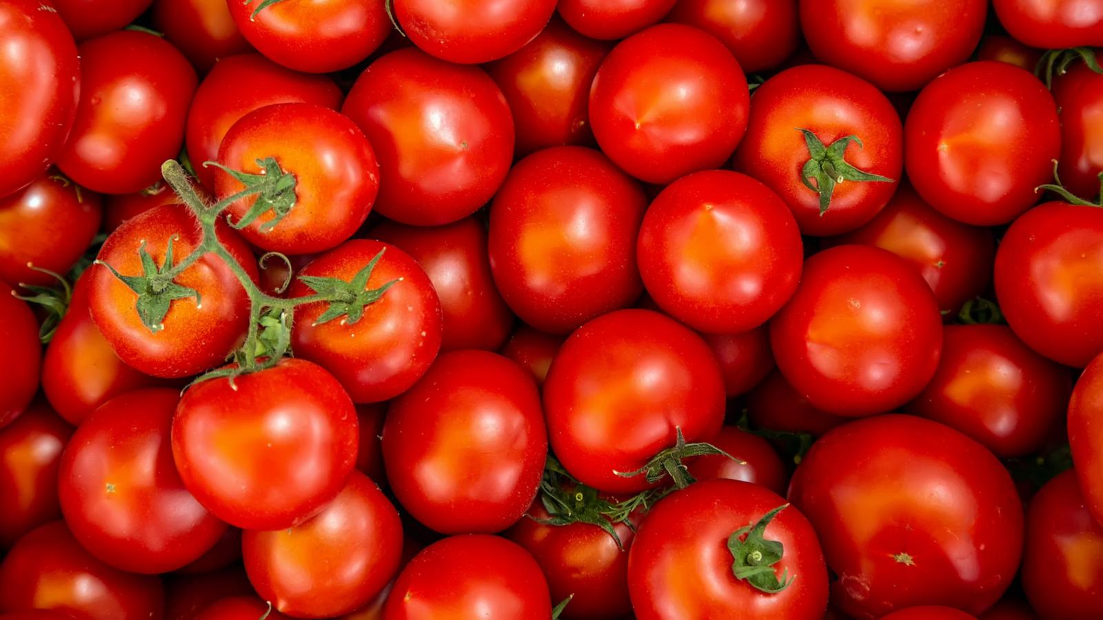 PHOTO: Freshly picked tomatoes.
