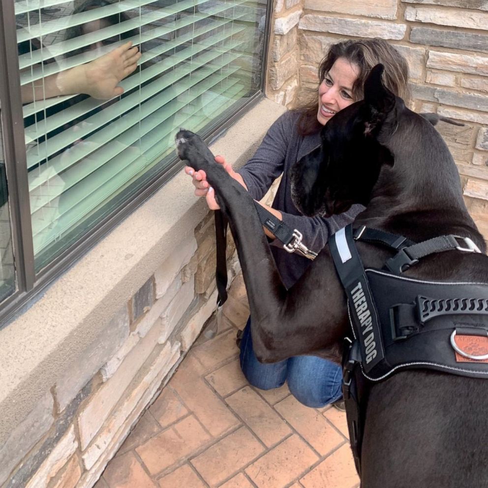 VIDEO: Great Dane visits senior center and says ‘Hi’ through the window 