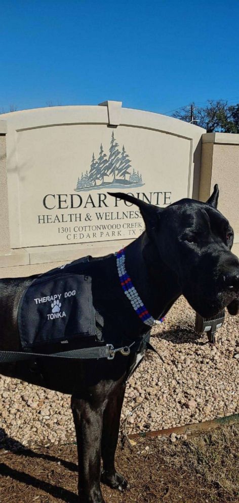 PHOTO: Tonka the Great Dane regularly brought joy to the residents at Cedar Pointe Health & Wellness Suites.