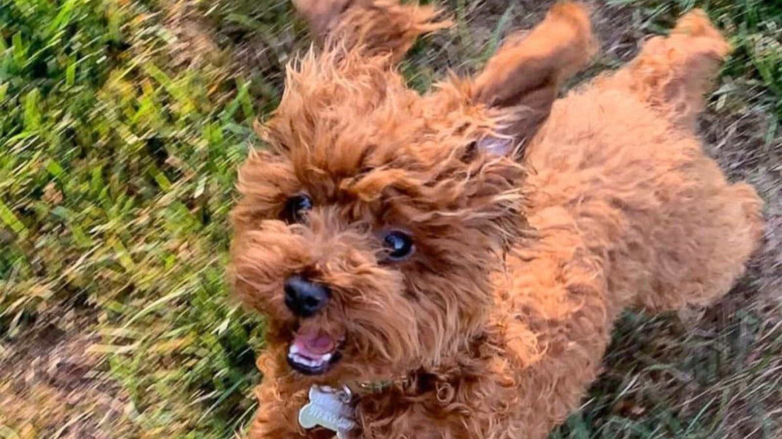 PHOTO: Tory Burch's dog "Chicken" has returned home after she went missing on Oct. 6, 2019.