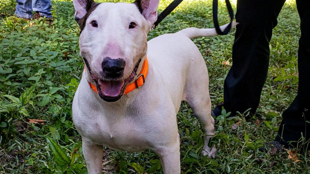 PHOTO: Trooper the dog was adopted from the Leon County Humane Society in November.