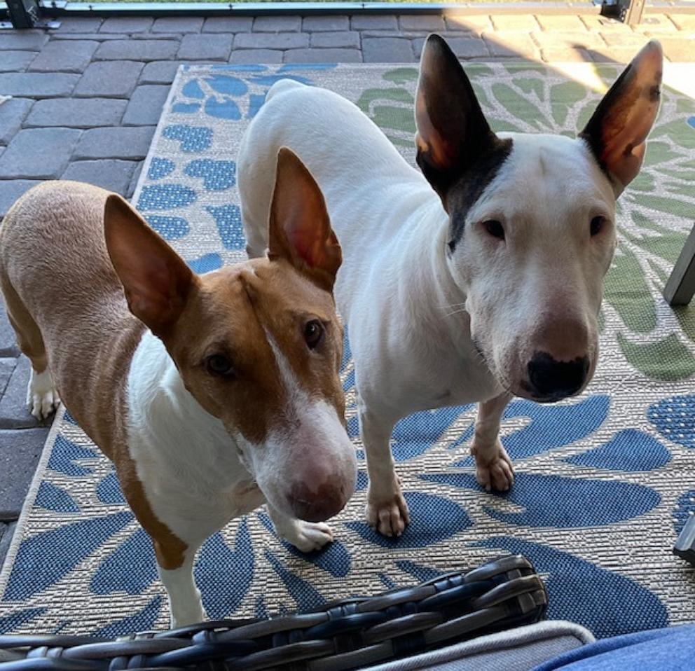 PHOTO: Trooper now has an older sibling, Dallas, also a bull terrier, who is estimated to be about 7 or 8 years old and was rescued from Texas.