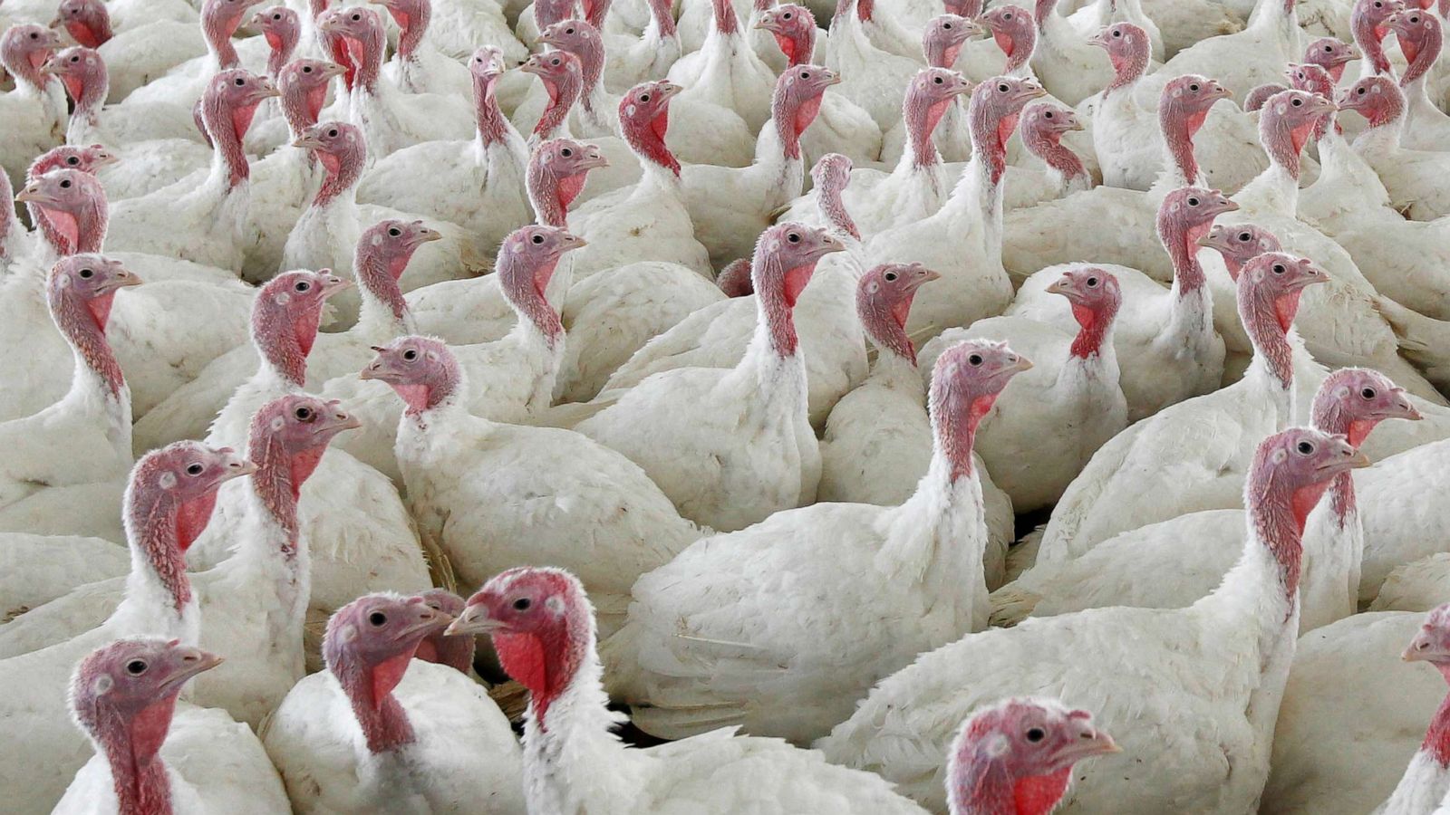 PHOTO: Turkeys at a farm in Lebanon, Pa.