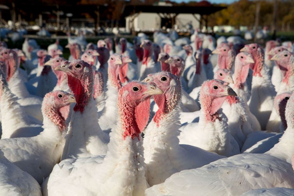 PHOTO: Turkeys roam outdoors in a turkey farm.