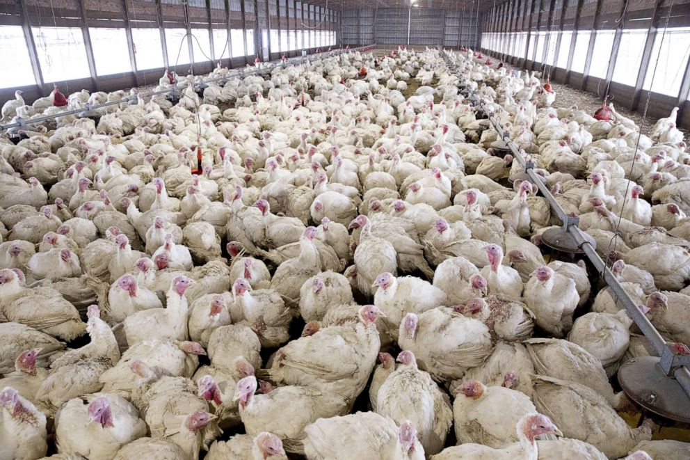 PHOTO: Turkeys stand in a barn at a Farm in Morton, Ill., Nov. 11, 2019.