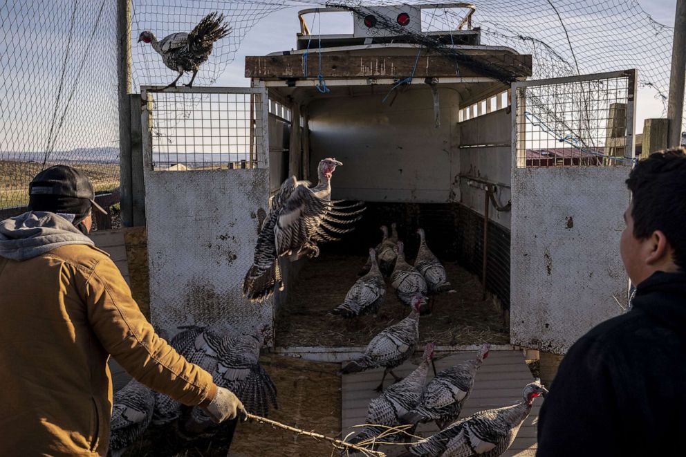 PHOTO: Workers corral Narragansett turkeys at farm in Ellensburg, Wash.