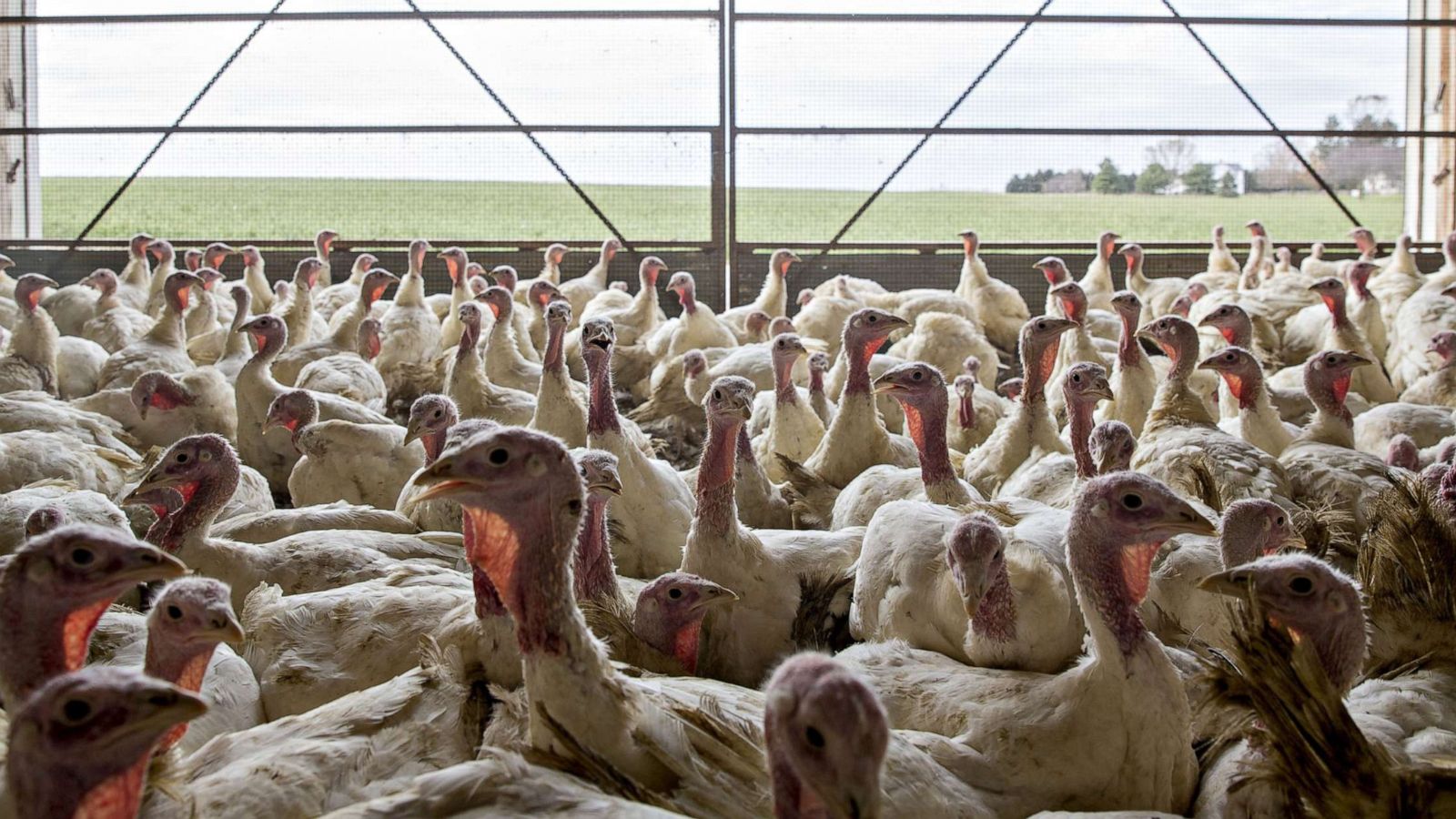 PHOTO: Turkeys stand in a barn in Illinois.