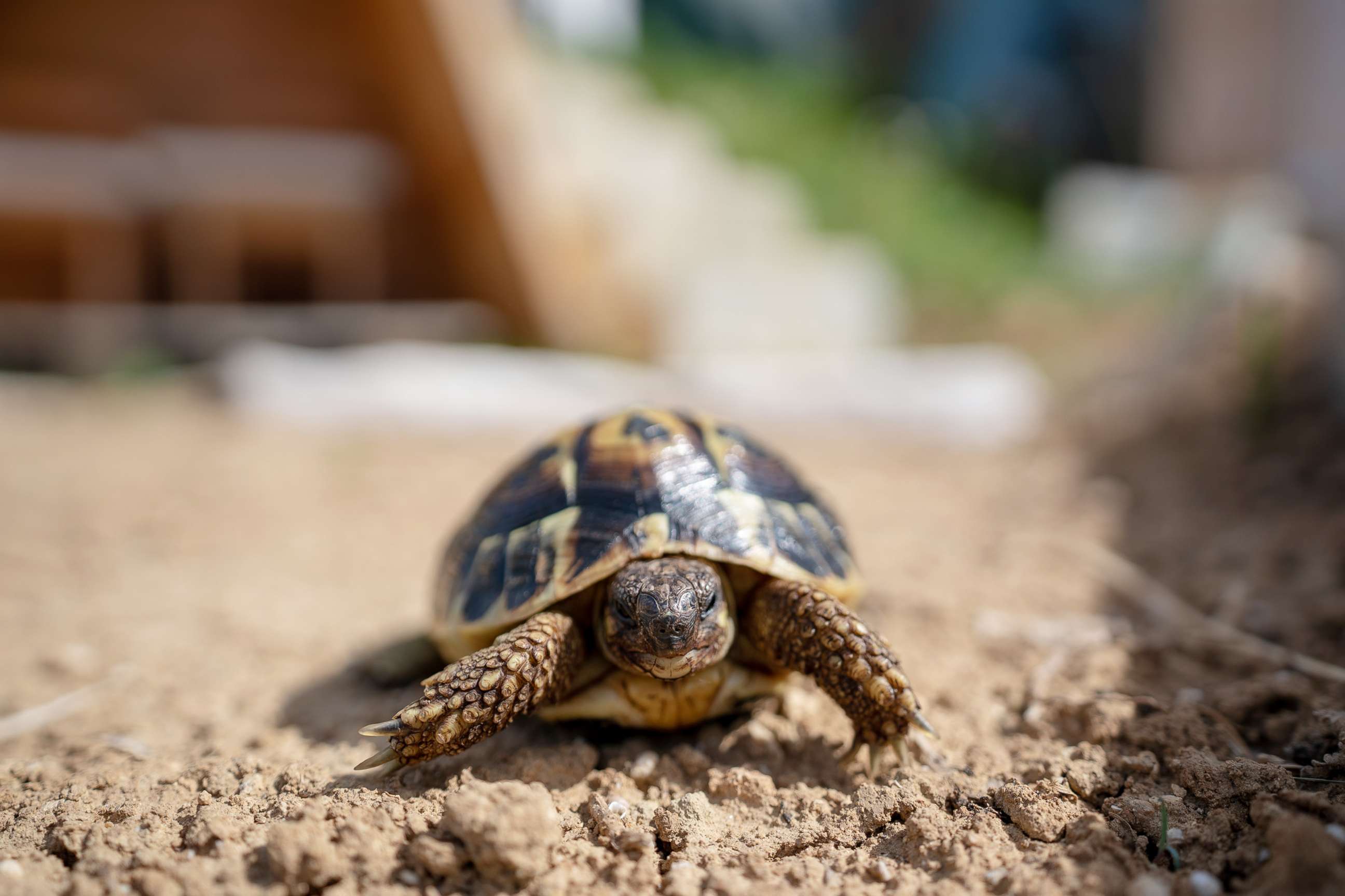 PHOTO: A turtle is pictured in this undated stock photo.