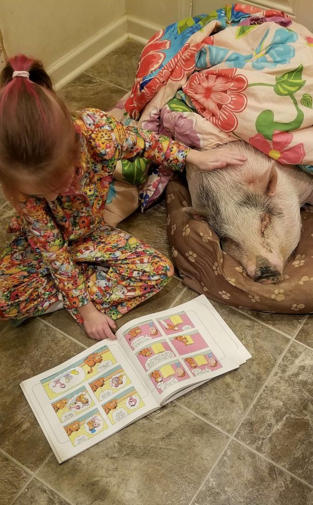 PHOTO: A 9-year-old named Alaina Holdread of Highland, Michigan, is aiming to save the lives of pigs after learning its common for owners to surrender them as pets. Here she reads to her pet pig Daisy, in an undated photo.
