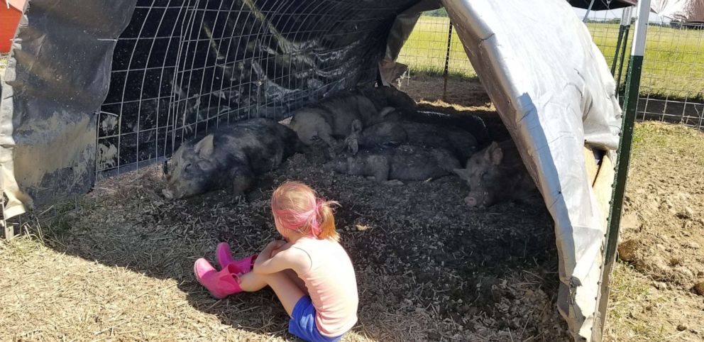 PHOTO: Through her organization, Pink for Pigs, Alaina Holdread, 9, of Highland, Michigan, spends time with pigs at sanctuaries and has sponsored one in her area.