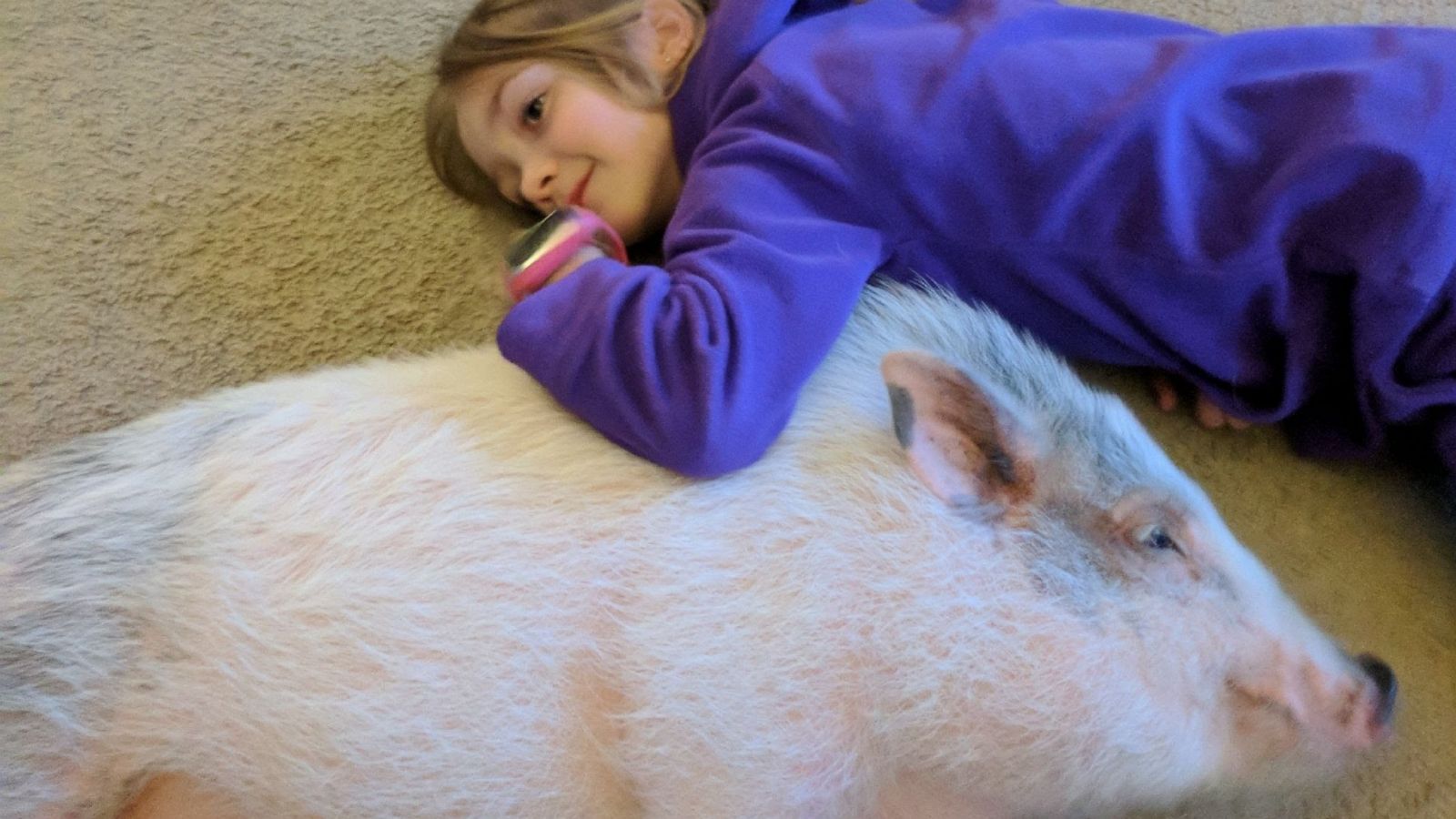 PHOTO: A 9-year-old named Alaina Holdread of Highland, Michigan, is aiming to save the lives of pigs after learning its common for owners to surrender them as pets.