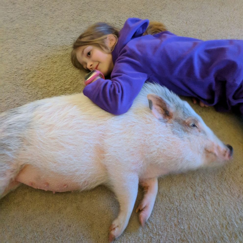 VIDEO: 3rd grader starts organization to save unwanted pet pigs 