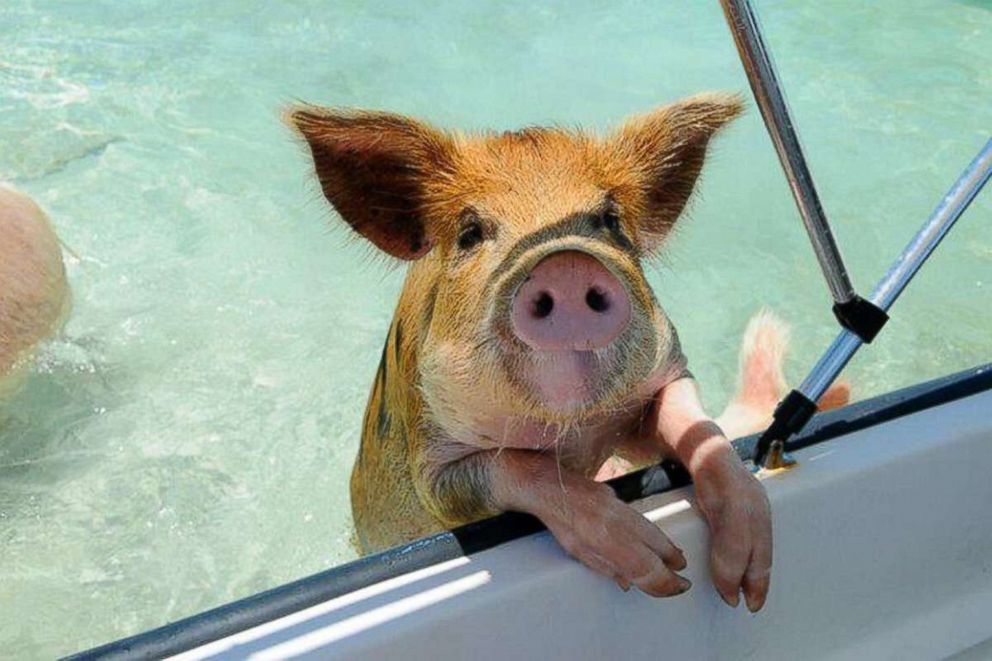 PHOTO: One of the famous "swimming pigs" is seen here. 
