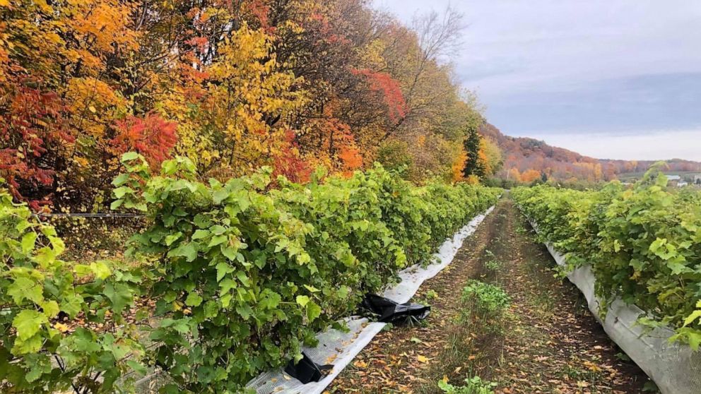 PHOTO: Vidal blanc grapes at Vignoble Coteau Rougemont vineyard.