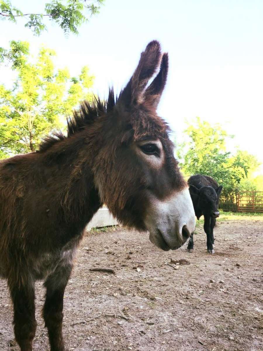 PHOTO: Violet, a miniature donkey on a farm in Green Forest, Arkansas. Violet is a miniature donkey in who helps take care of blind animals.