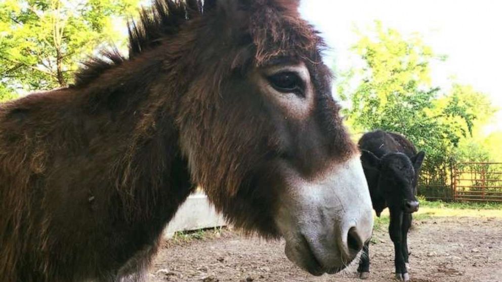 PHOTO: Violet, a miniature donkey on a farm in Green Forest, Arkansas. Violet is a miniature donkey in who helps take care of blind animals.