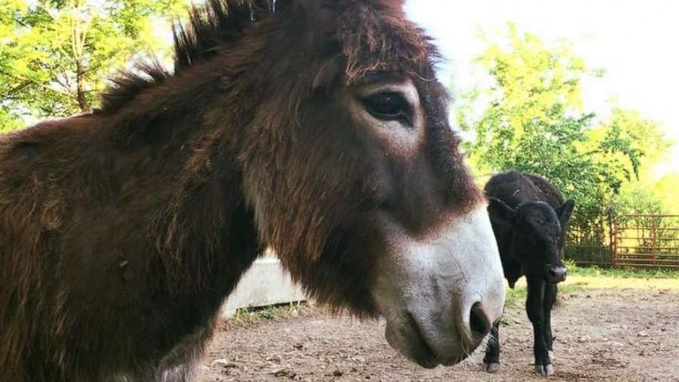 PHOTO: Violet, a miniature donkey on a farm in Green Forest, Arkansas. Violet is a miniature donkey in who helps take care of blind animals.