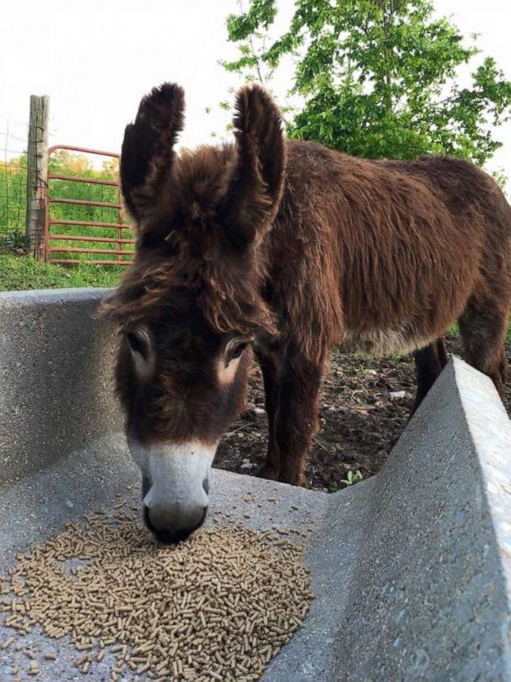 PHOTO: Violet, a miniature donkey eats on a farm in Green Forest, Arkansas. Violet is a miniature donkey who helps take care of blind animals.